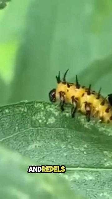 Tortoise Beetle Larva   The Bug With a Shield