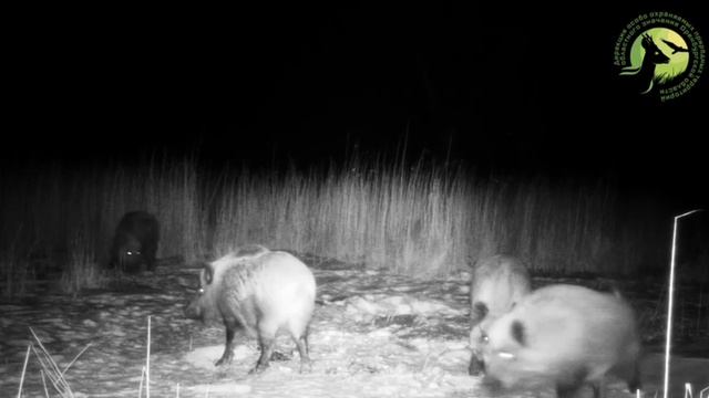 🐗 Альфа-кабан засветился на фотоловушке в Светлинском заказнике!

🔊 Включайте звук