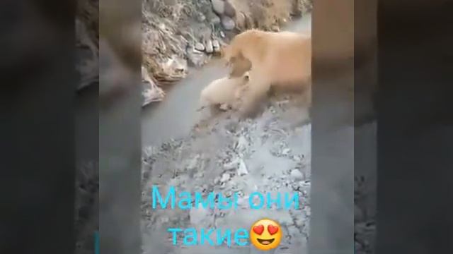 Какие мамы у животных