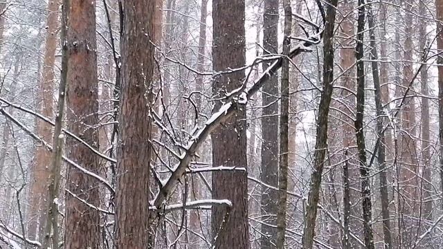 Музыка природы. Снегопад. Звуки птиц. Пение птиц.