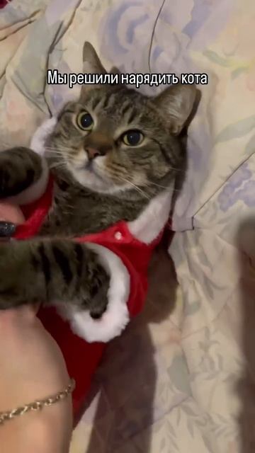 Уставший кот