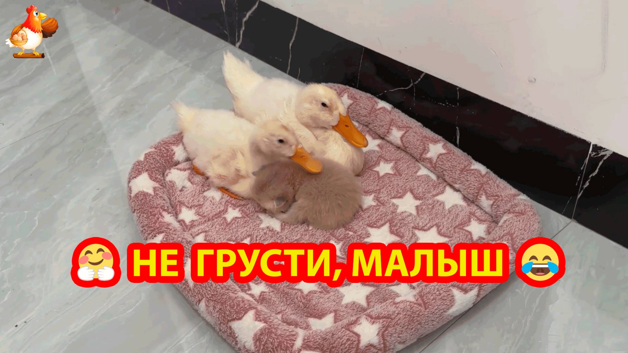 Котенок под присмотром двух Утят проводит время отлично ❣️🥰😂