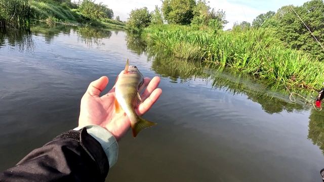 ОСЕНЬ САМОЕ ВРЕМЯ ДЛЯ ЯЗЯ