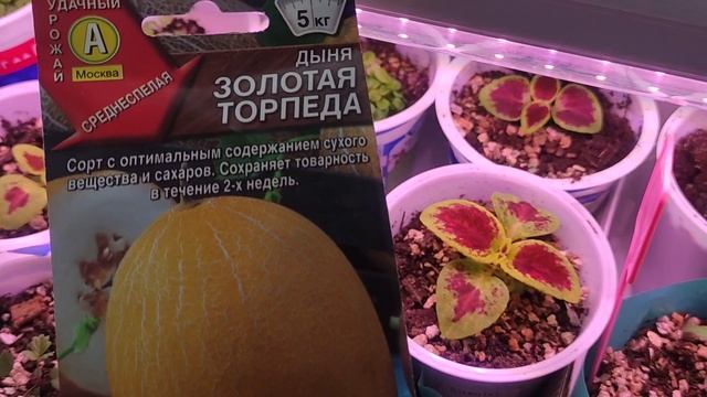 Рассада колеусов, земляники и лобелии. Томаты и перцы для раннего урожая. 11 февраля 2025.