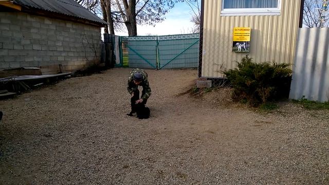 НКД Спаниель 8мес Чарли команда ко мне Никита