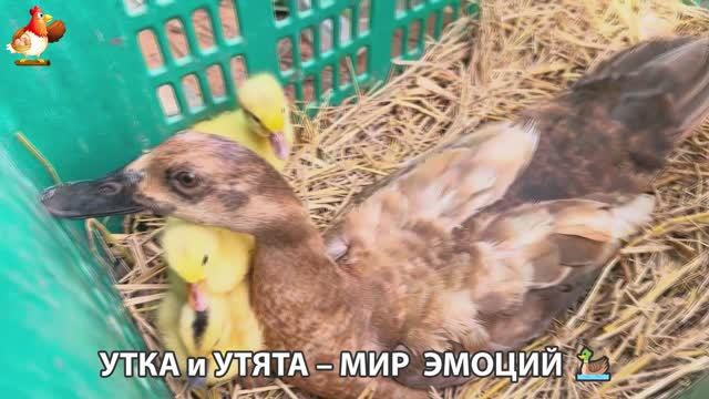 Утка и Утята – мир нежных эмоций 🦆🤗❣️часть (47)