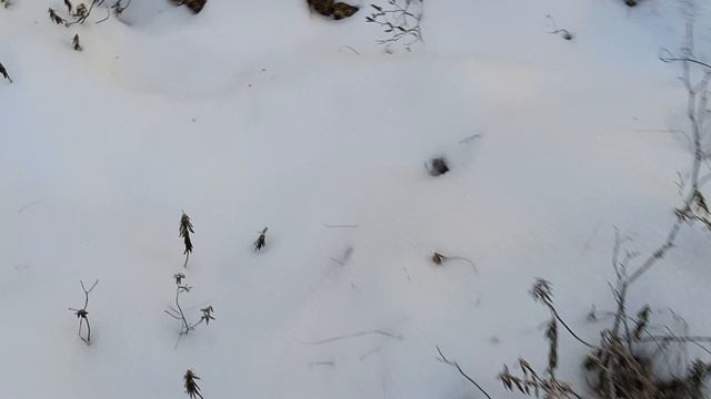 лося гоняем продолжение.mp4