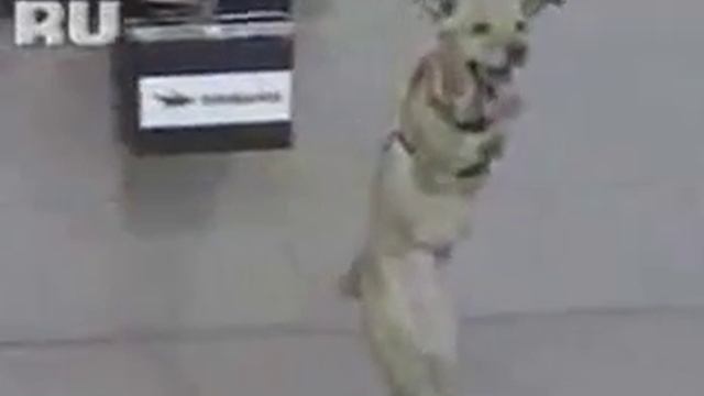 Собака, у которой сила воли больше, чем у большинства людей