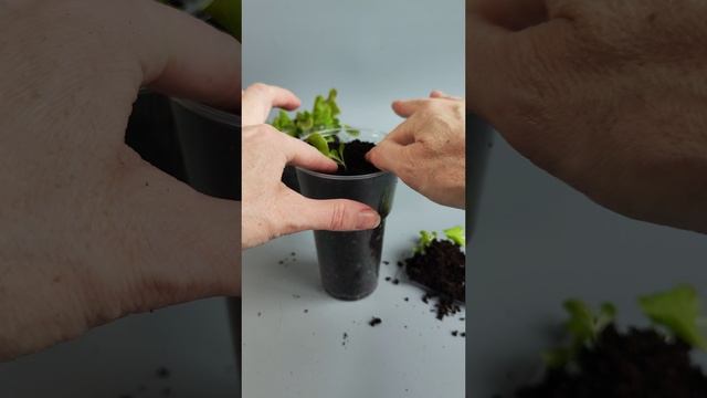 Выращиваю салат дома. 🥬