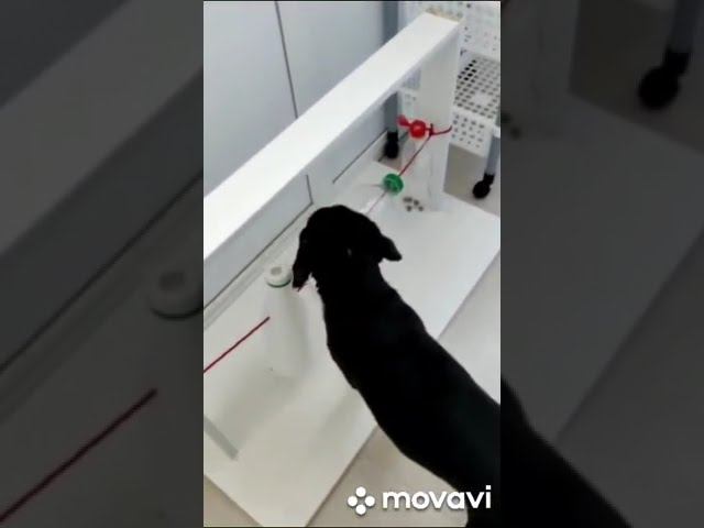 Respect #shorts Respect Dog #shorts
