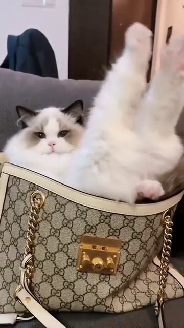 Смешные котики