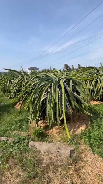 11-02-2025 Вьетнам 🇻🇳 Фантьет