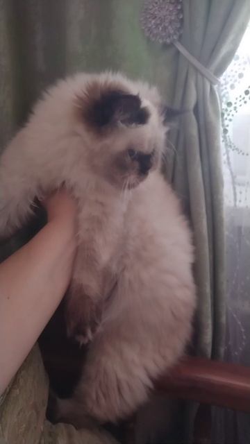 Гималайский перс