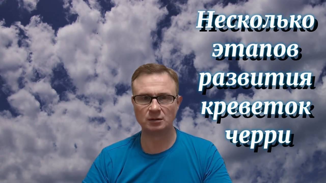 Несколько этапов развития креветок черри