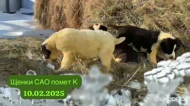 Три девочки САО черно-белого окраса 🤍🖤🤍
