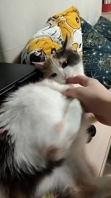 кошка Буська
