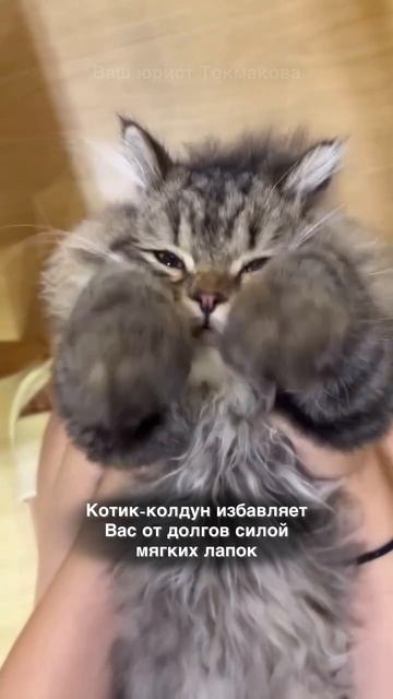 Котик-волшебник. Как избавиться от долгов за 10 секунд?
