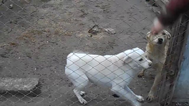 Ася. Горловский приют. 2014 год