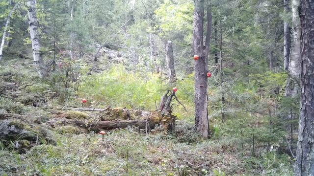 Лесные - каменный дом - сделали крышу и строим дверь напуганный лось