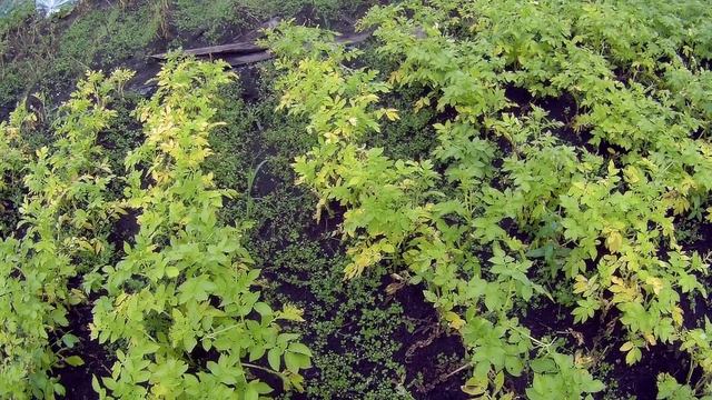 сорта картофеля устойчивые к сырости17г