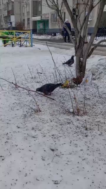 ГУСЬ ДЭНСИТ ПО ФОНК