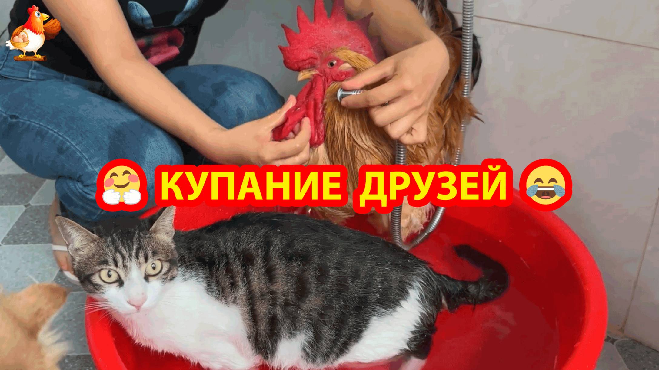 Купание Петуха с Котом под наблюдением главной Кошки прошло нормально 🐓😹💦