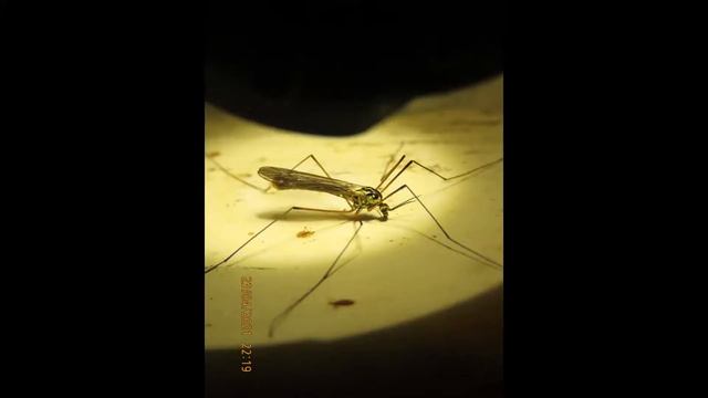 Tipula sp male  Greece  by  Theo