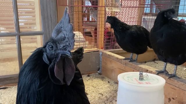 Идеальное птицеводство достойно восхищения 🐓🦆🦢🦚🦃🐔 эпизод (17)
