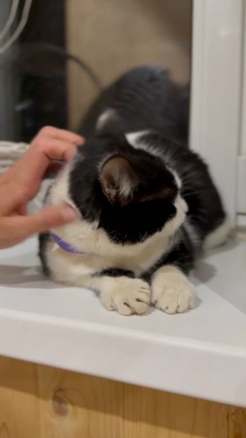 Котик ищет дом и своего любимого человека!😻