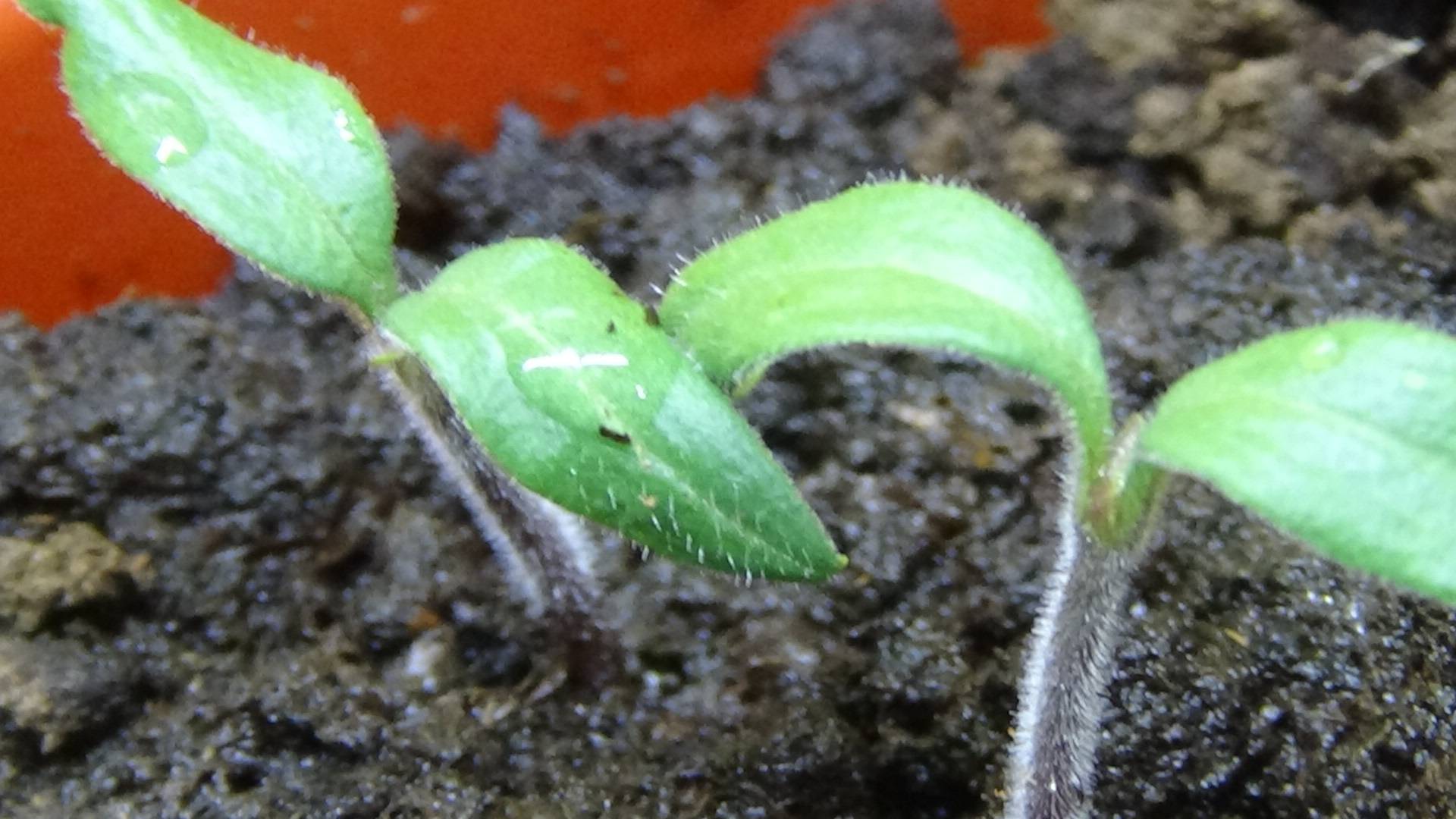 ПОСЕВЫ 2025-37. В жарких условиях рассада томатов быстро вытягивается!