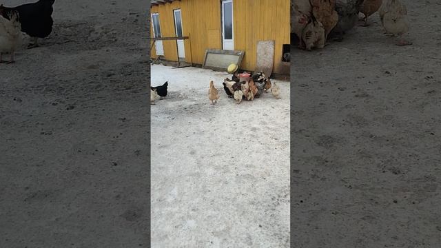 Доброе утро из деревни🏠 Кошечка Лапа, курочки🐔 петушки 🐓