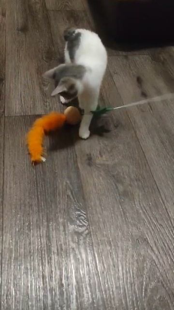 Питомник Курильских бобтейлов Fayneku