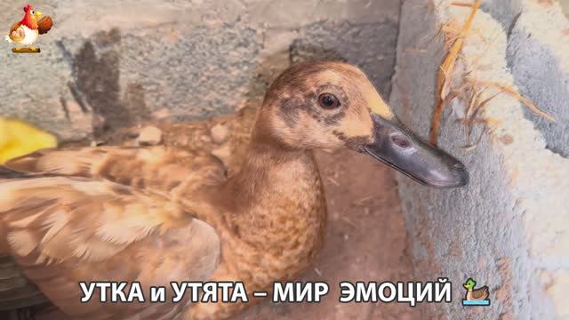 Утка и Утята – мир нежных эмоций 🦆🤗❣️часть (46)