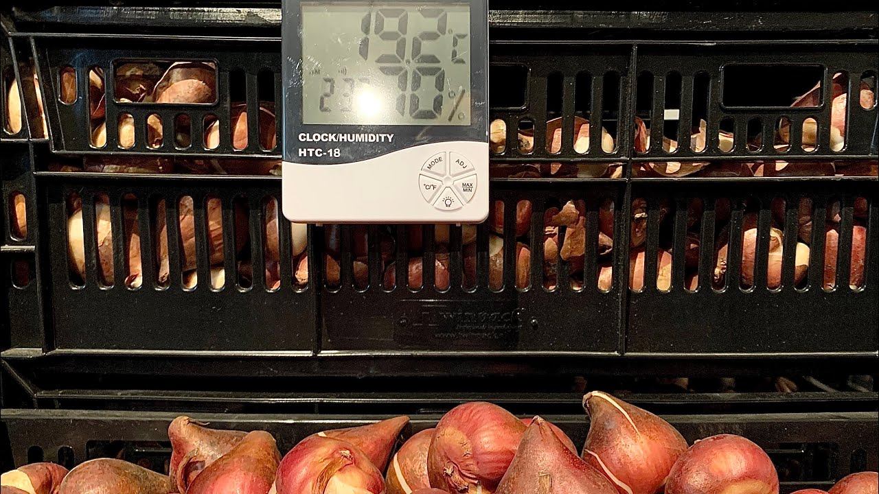 Охлаждение и хранение луковиц тюльпанов. Холодильная камера