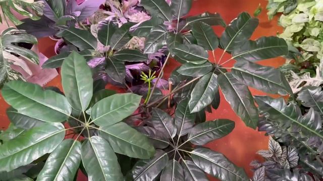 Обзор растений_ июнь 2024.
Юлия Коваленко.