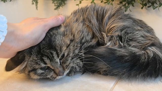 Нежный котик Тимоша
