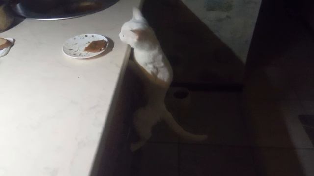 кошка ворует еду