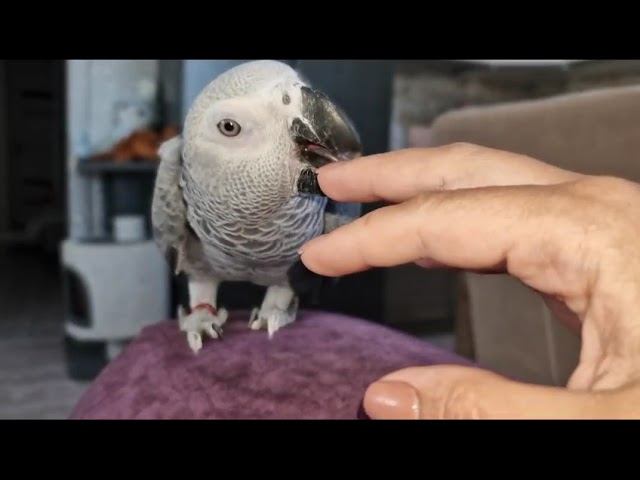 Серый Попугай Маркиз. Всё больше привыкает к рукам. 11