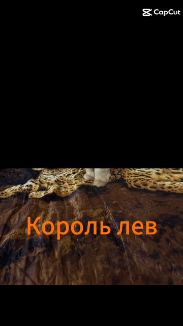 наш домашний львёнок