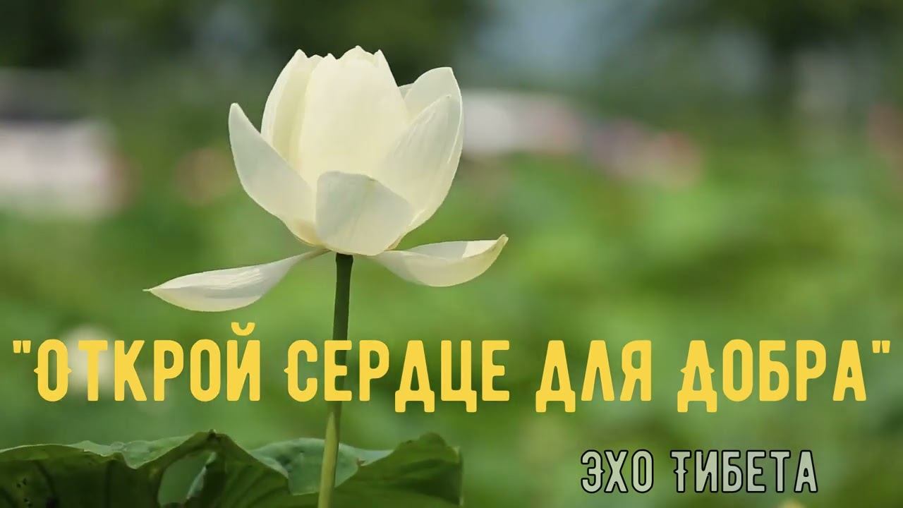 "Открой Сердце для Добра"Окунитесь в мир чистоты и света с нашим видео, в котором ангельский голос..