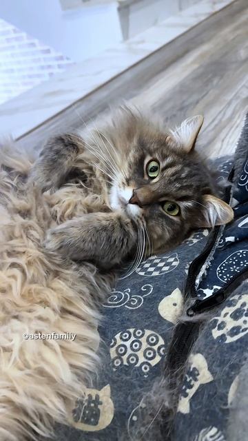 Хороший котик #кототерапия#кошечки#приколыкоты#котыприколы#astenfamily#котик