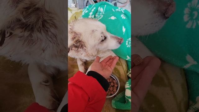 Нашу мамочку Бэллу покусали вольерные собаки