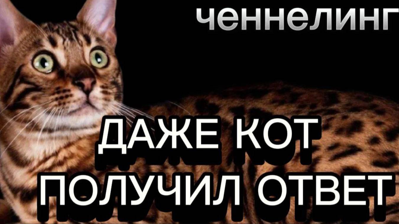 ДАЖЕ КОТ ПОЛУЧИЛ ОТВЕТ. ЧЕННЕЛИНГ С НАИЛЕЙ БОГДАНОВОЙ.