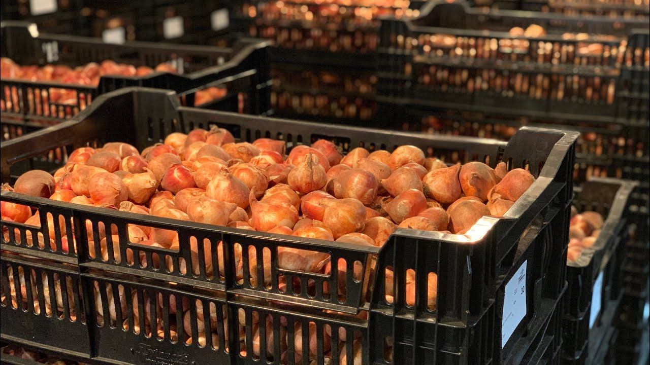 Выращивание тюльпанов. Поставка луковиц тюльпанов, сервис, гарантия. Новогодняя отгрузка!