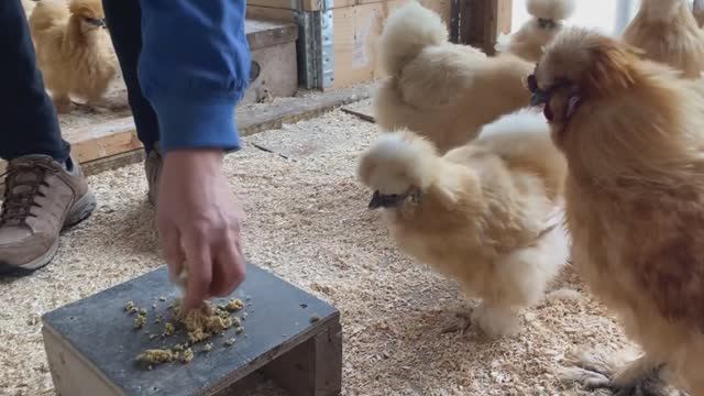 Идеальное птицеводство достойно восхищения 🐓🦆🦢🦚🦃🐔 эпизод (16)