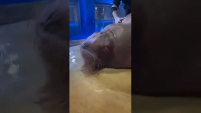 Молодой человек продемонстрировал утренние обязанности тренера моржей.