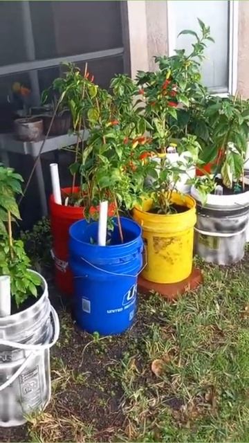 Very important step to healthy Carolina Reaper and Ghost pepper plants. #foliage #superhotpeppers