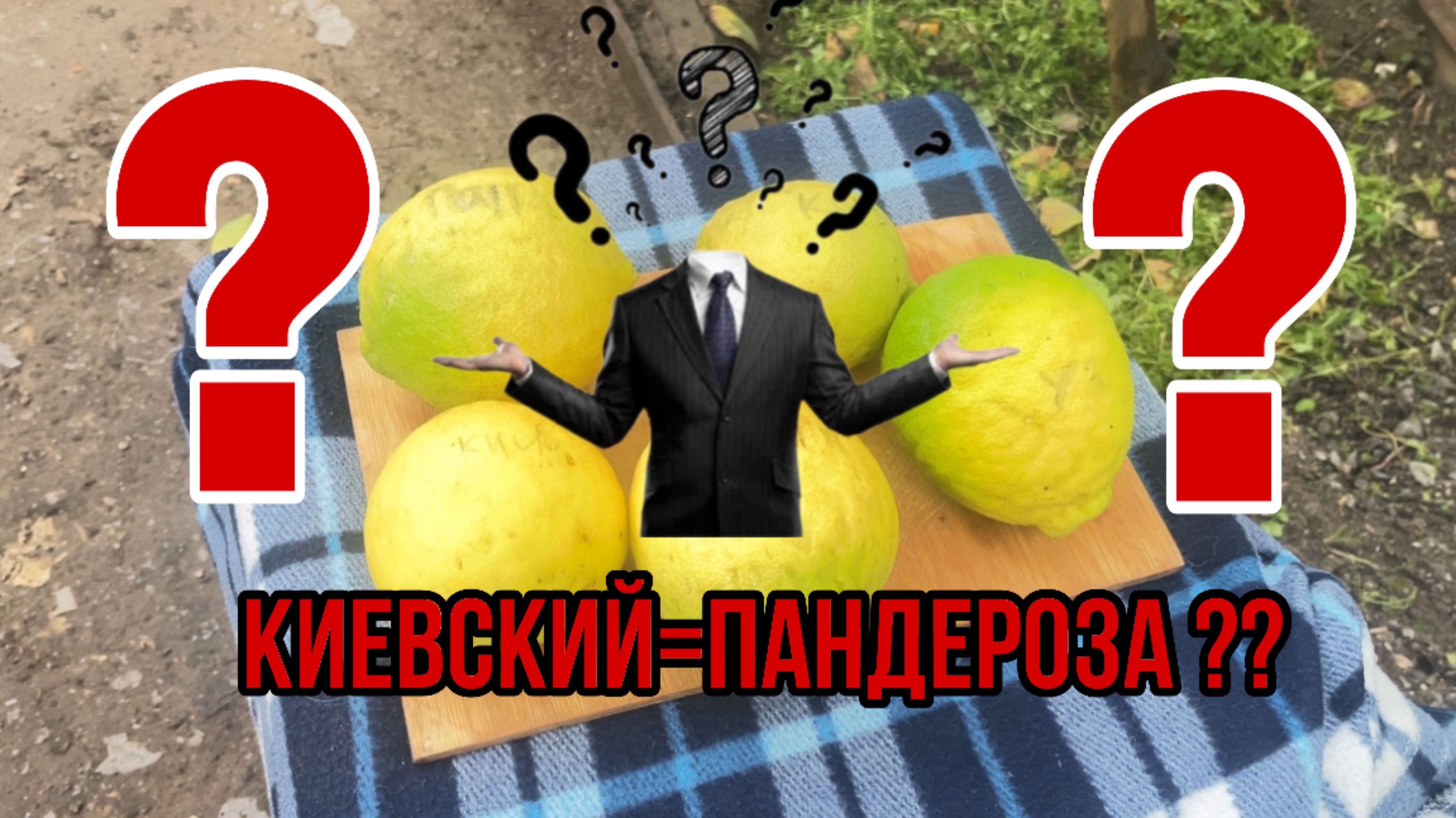 Сравнение крупноплодных лимонов .#пандероза #киевский