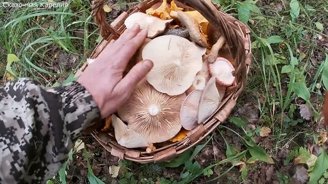 УДАЧНАЯ ТИХАЯ ОХОТА! Полная Корзина Грибов! Семь Видов Съедобных Грибов, Ассорти Осеннее! Грибы 2020