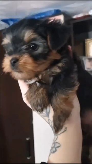 собачка❤️🐶